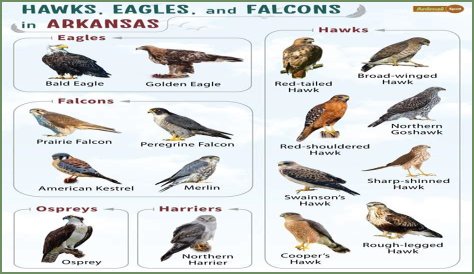 Falcons Of Ocala - Lighting Fast Flyers